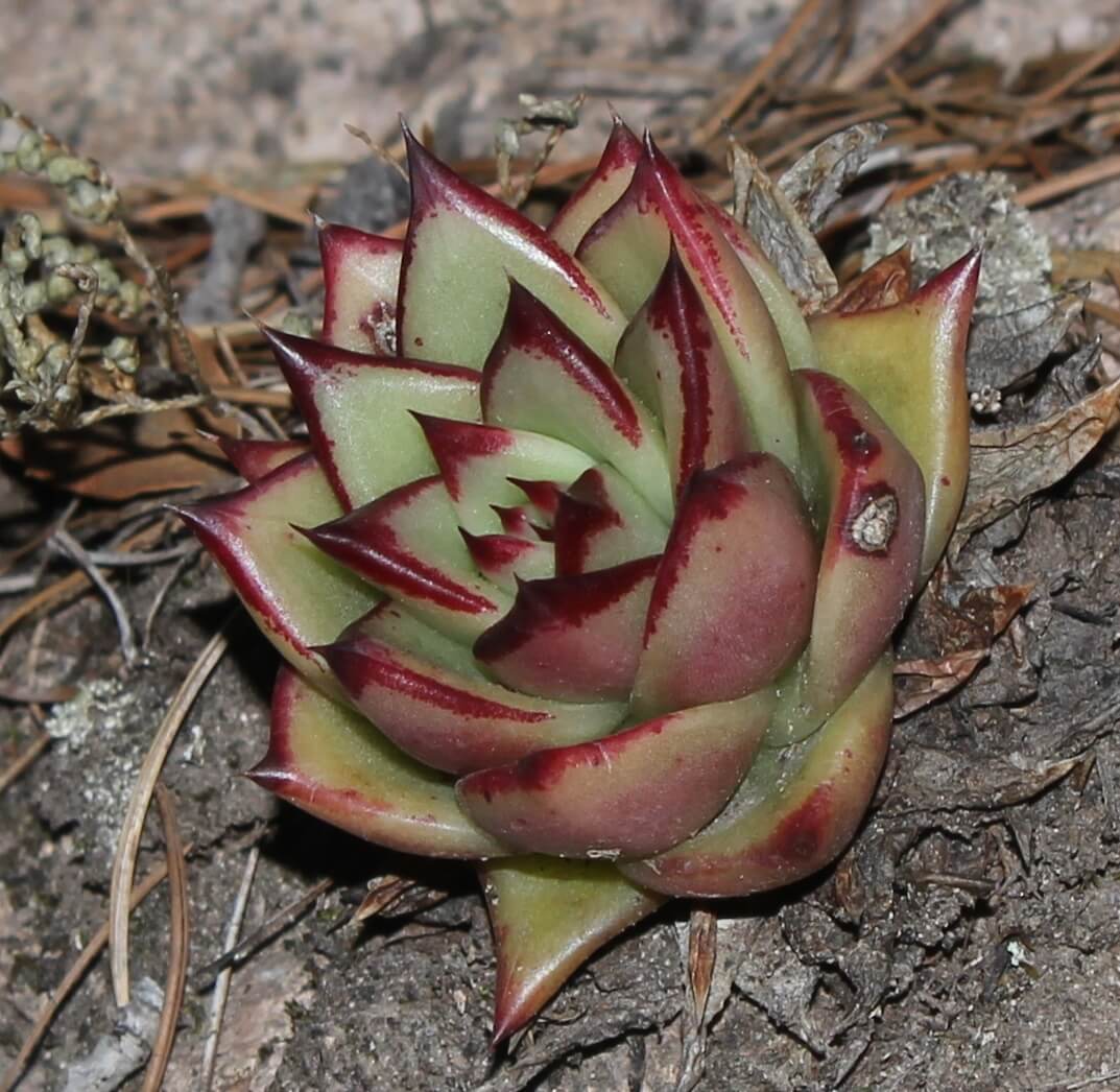 Echeveria agavoides